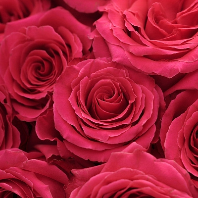 Монобукет из розовых роз Full Monty